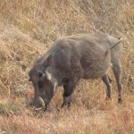 Namibija_14_24
