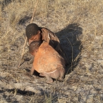 Namibija_14_28