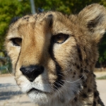 Namibija_14_56